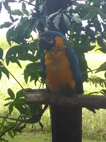 Colorful macaw parrot in tropical setting